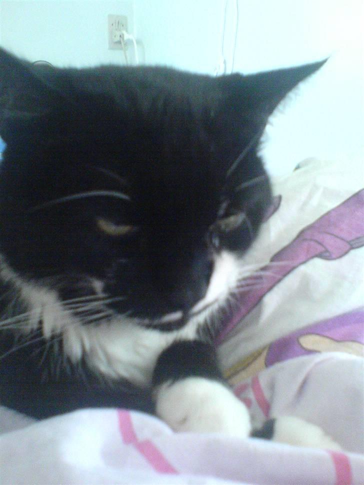 Huskat Bølle R.I.P billede 14