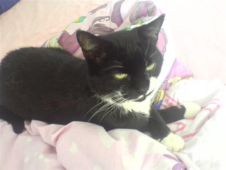 Huskat Bølle R.I.P billede 15