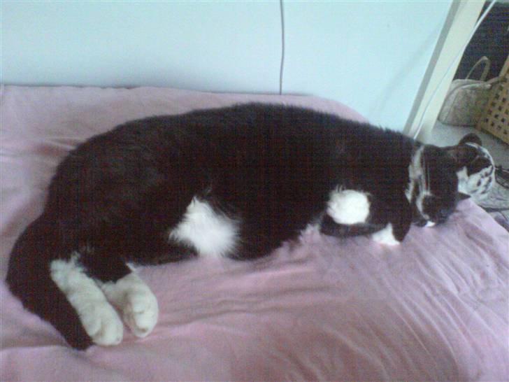 Huskat Bølle R.I.P billede 16