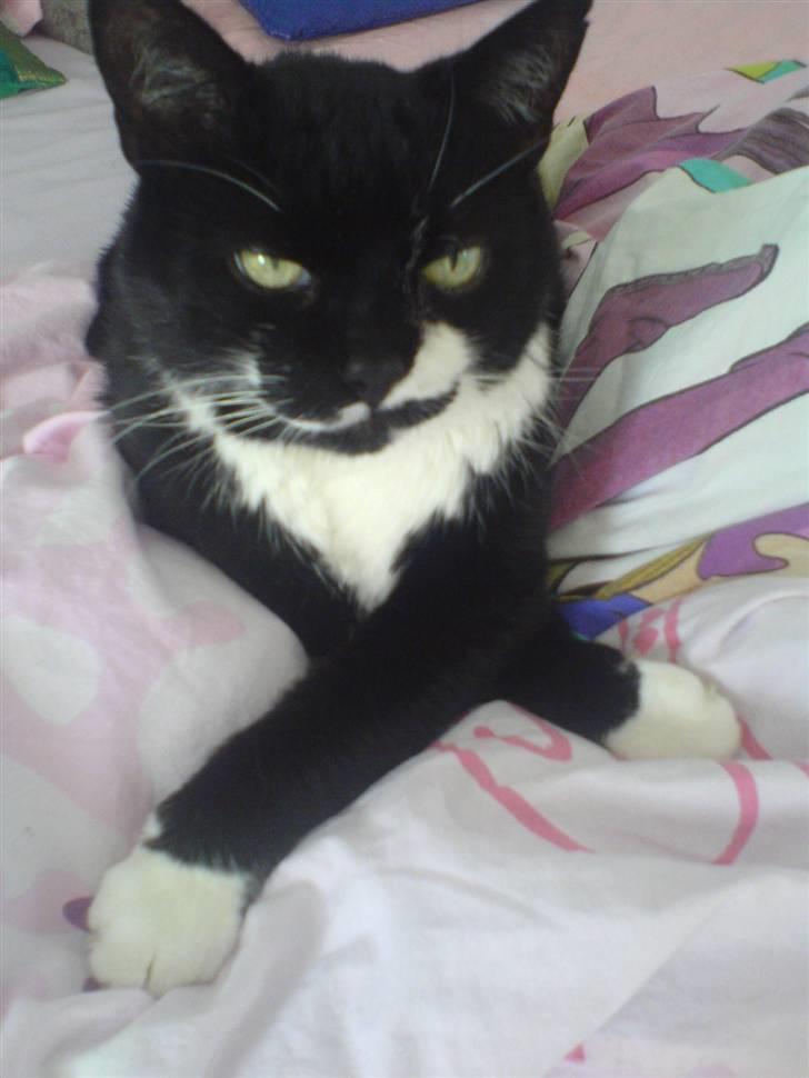 Huskat Bølle R.I.P billede 17