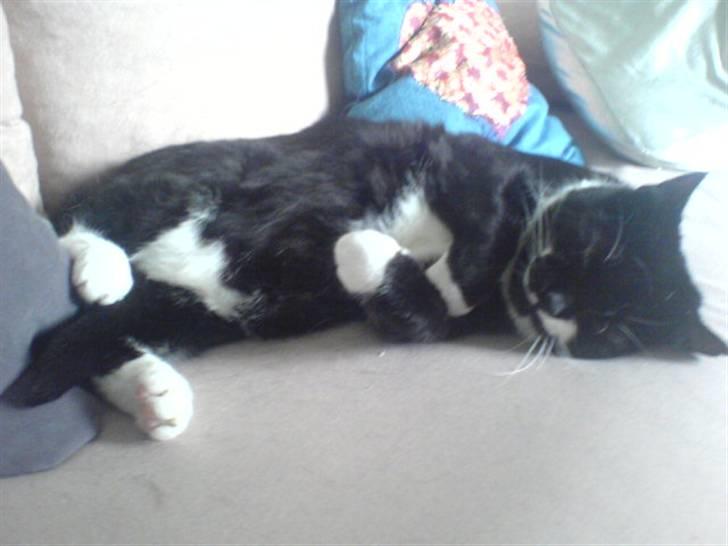 Huskat Bølle R.I.P billede 18