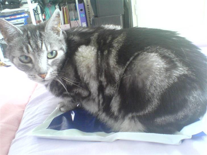 Europé Aske (R.I.P) - hehe=) skøre kat, han elsker lyden af plastik, derfor sidder han på en plastikpose=P billede 8