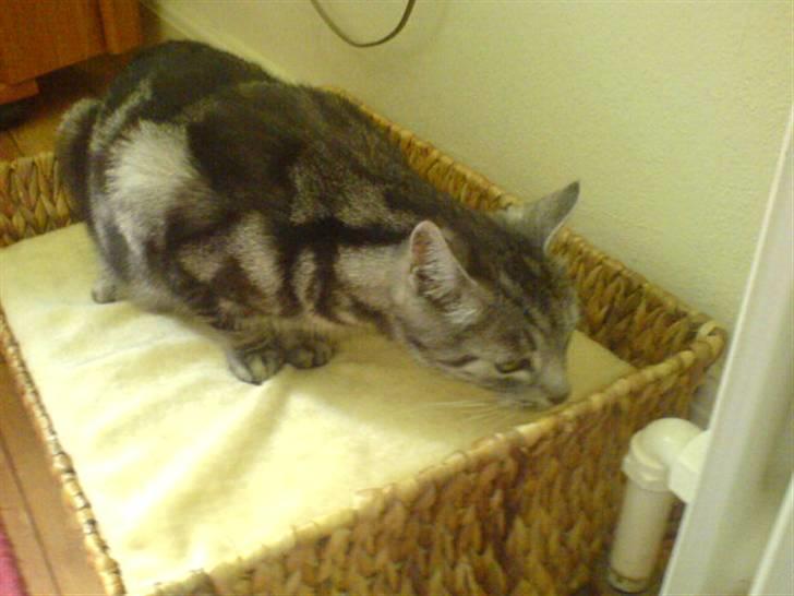 Europé Aske (R.I.P) billede 9