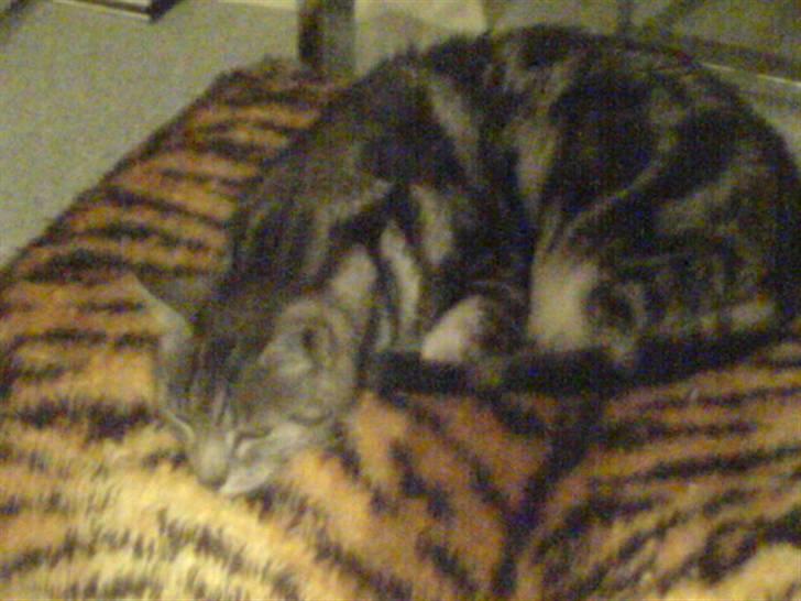 Europé Aske (R.I.P) billede 10