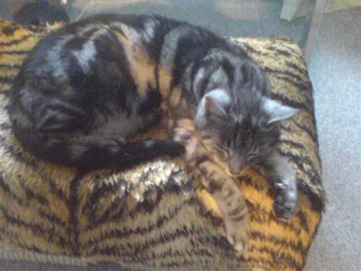 Europé Aske (R.I.P) billede 11