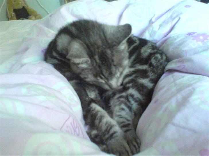 Europé Aske (R.I.P) billede 12