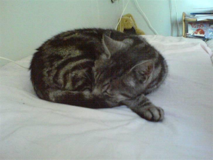 Europé Aske (R.I.P) billede 13