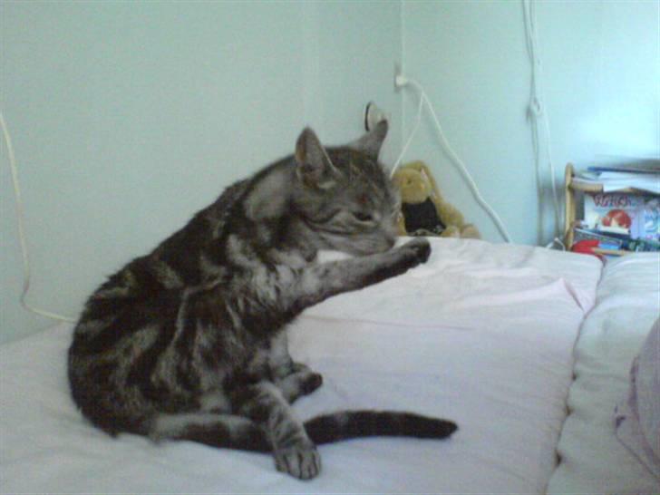 Europé Aske (R.I.P) - Vaske tid...! billede 14