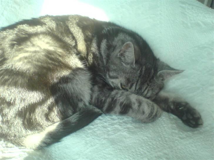 Europé Aske (R.I.P) billede 15