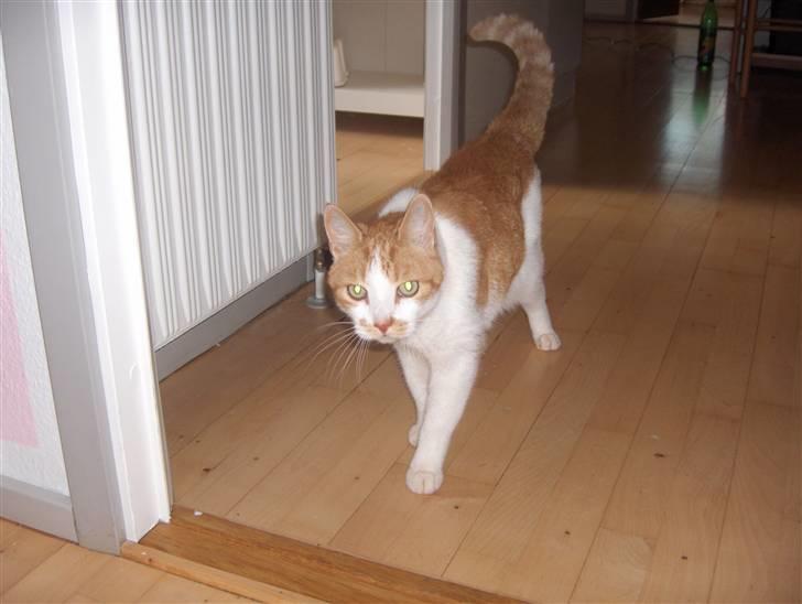 Huskat Sofus billede 2