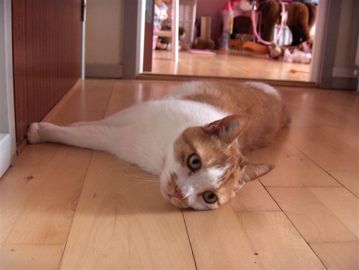 Huskat Sofus billede 3