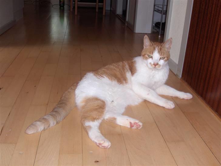 Huskat Sofus billede 4