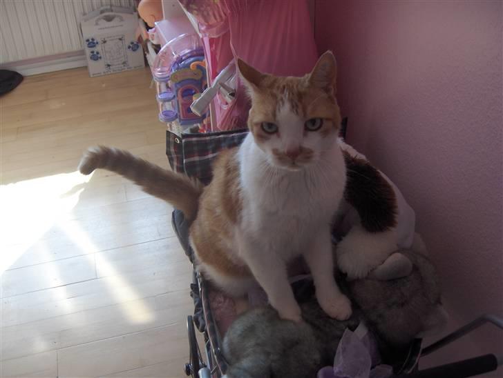 Huskat Sofus billede 5