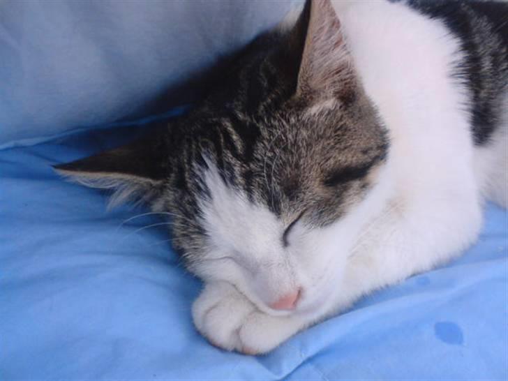 Blanding af racer Venus  - 7)  billede 7