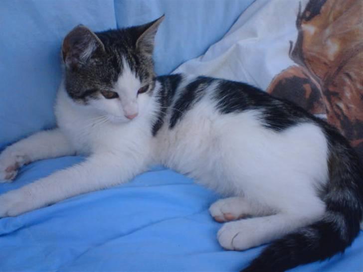 Blanding af racer Venus  - 8)  billede 8