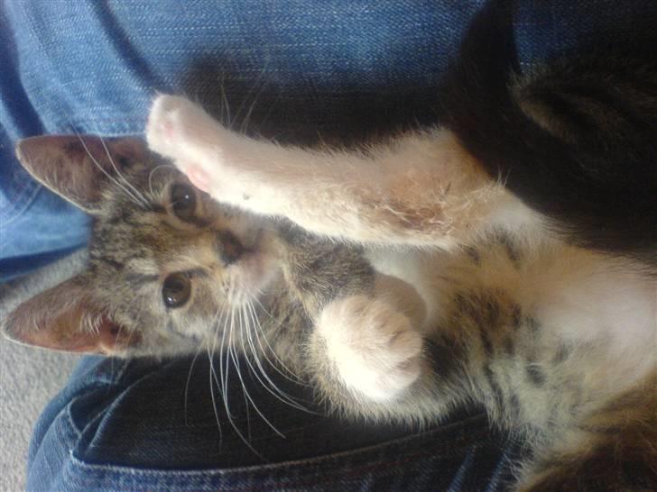 Huskat Dumle billede 2