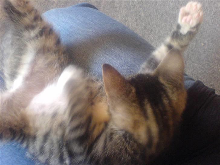 Huskat Dumle billede 3