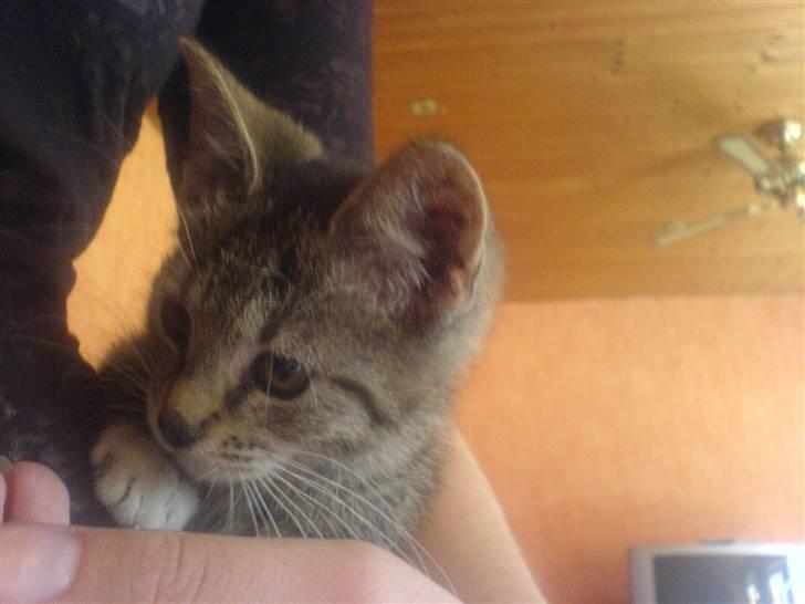 Huskat Dumle billede 4