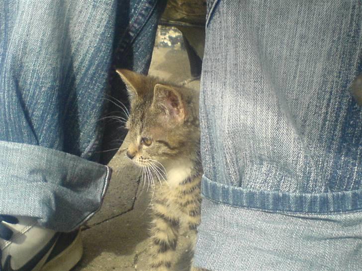 Huskat Dumle - gemmer mig lidt, de andre katte kunne jo være farlige..  billede 5