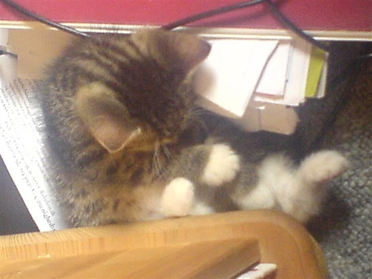 Huskat Dumle - jah. jeg bliv lidt træt billede 6