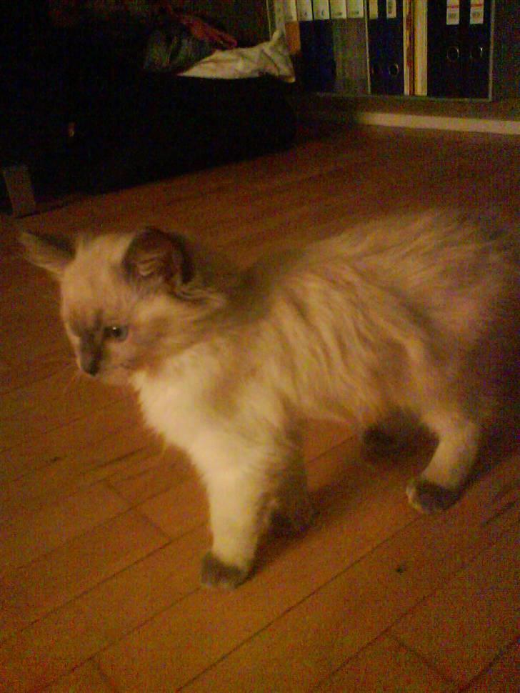 Ragdoll Idefix - endelig hjemme!! billede 11