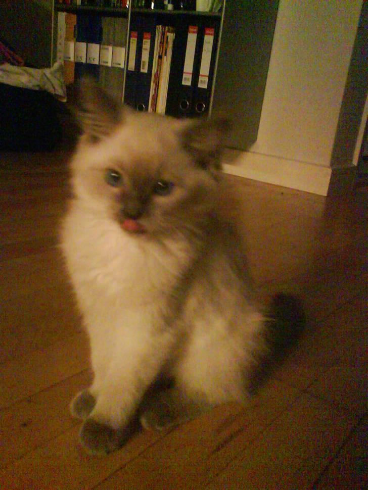 Ragdoll Idefix - lille charmetrold billede 12
