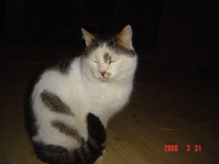 Huskat Garfield<3 billede 1