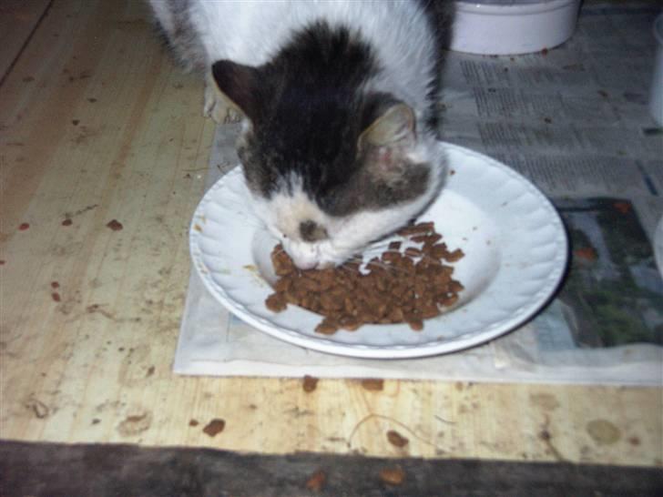 Huskat Garfield<3 billede 2