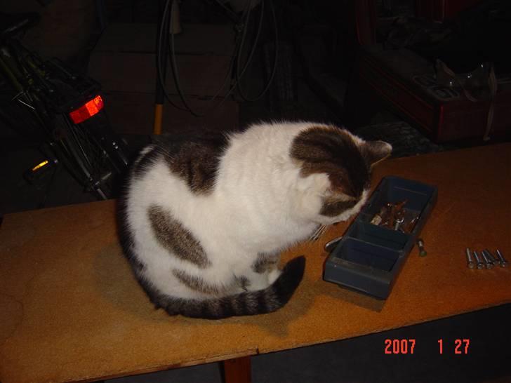 Huskat Garfield<3 billede 4