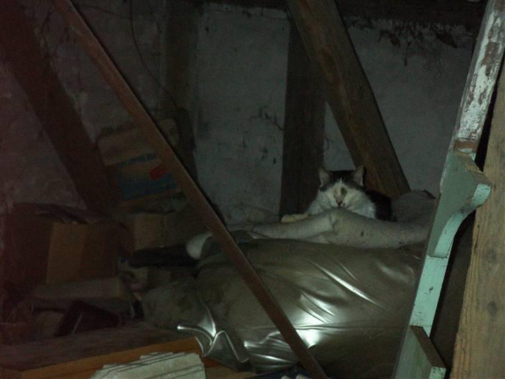 Huskat Garfield<3 billede 8