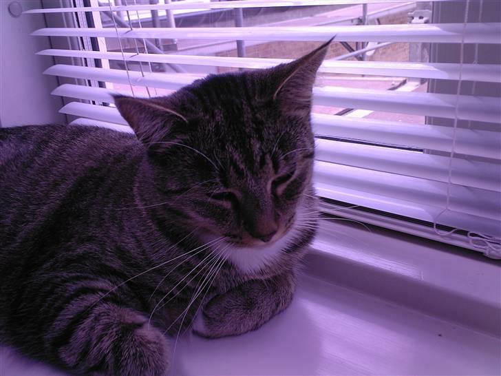 Huskat Lille mis  - Hov ikke falde i søvn xD  billede 6