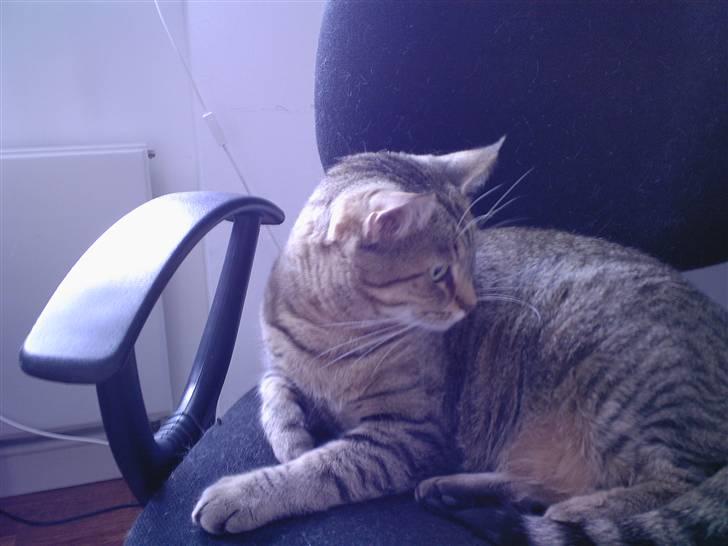 Huskat Laban - Det er så mig som stor xD  billede 6