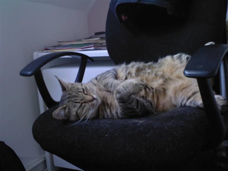 Huskat Laban - Min mor siger jeg ikke er tyk? xD  billede 7