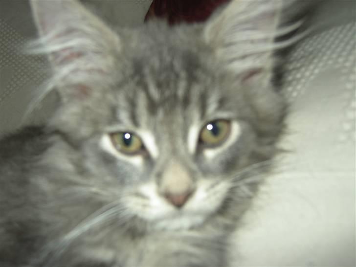 Maine Coon Kenzo billede 13