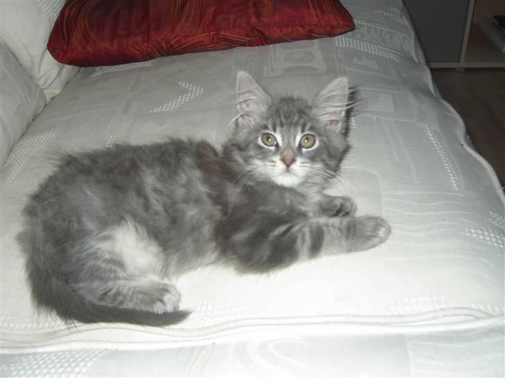 Maine Coon Kenzo billede 14