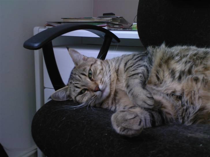 Huskat Laban - Ihh, altså nu var jeg jo lige ved at falde i søvne  billede 8