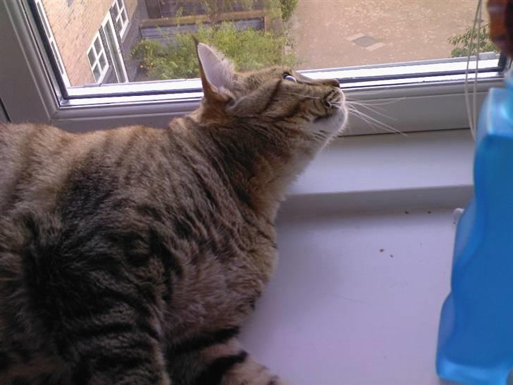 Huskat Laban - Hvem mon går der ude? Måske er det en farlig mus 8D  billede 9