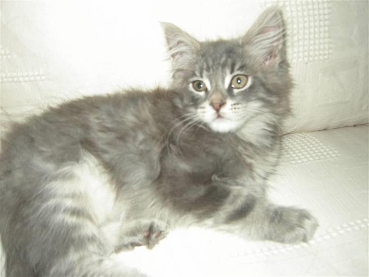Maine Coon Kenzo billede 15