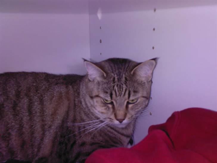 Huskat Laban - Uhh ingen ser mig her inde i skabet xD  billede 10