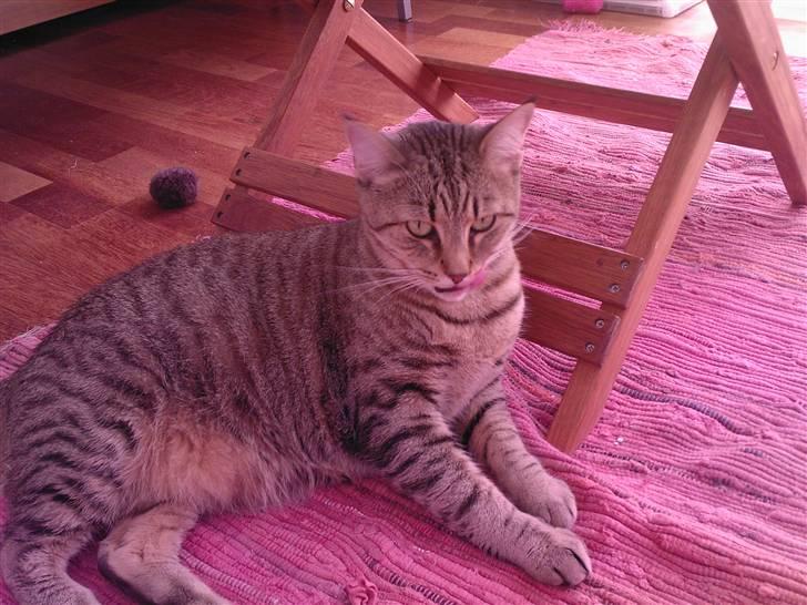 Huskat Laban - Mums det var godt med lidt mad ! billede 11