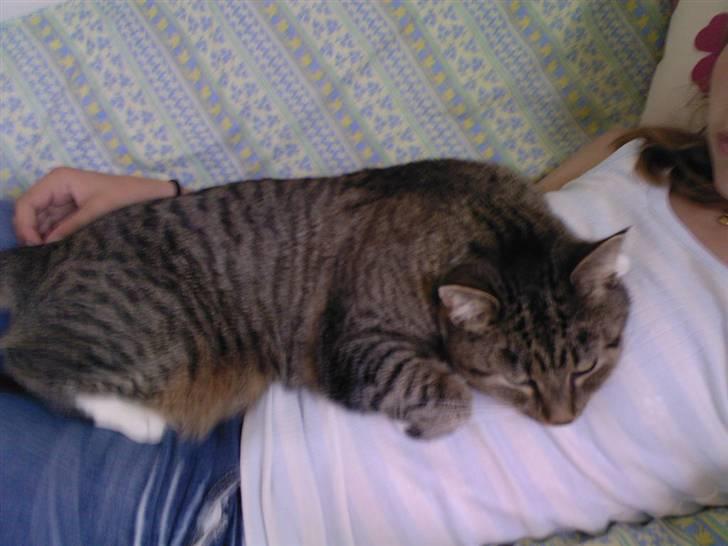 Huskat Lille mis  - Man bliver aldrig for stor til at ligge på sin mors mave 8)  billede 7