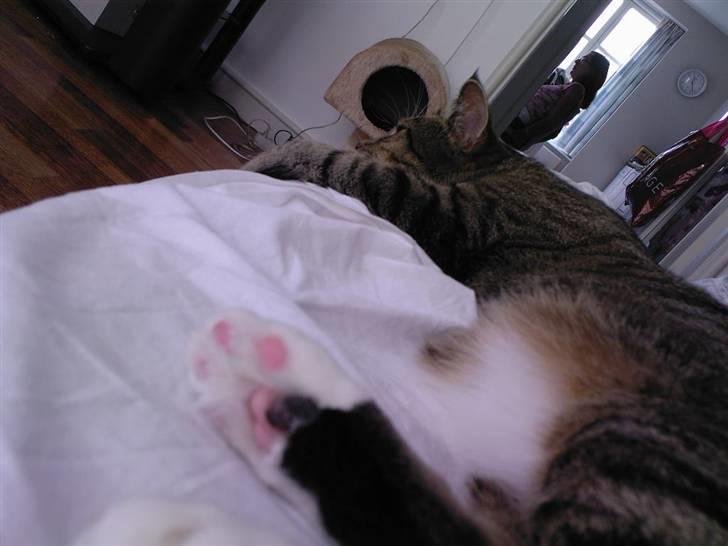 Huskat Lille mis  - Nyt <3   Har jeg ikke nogle dejlige poter :D  billede 8