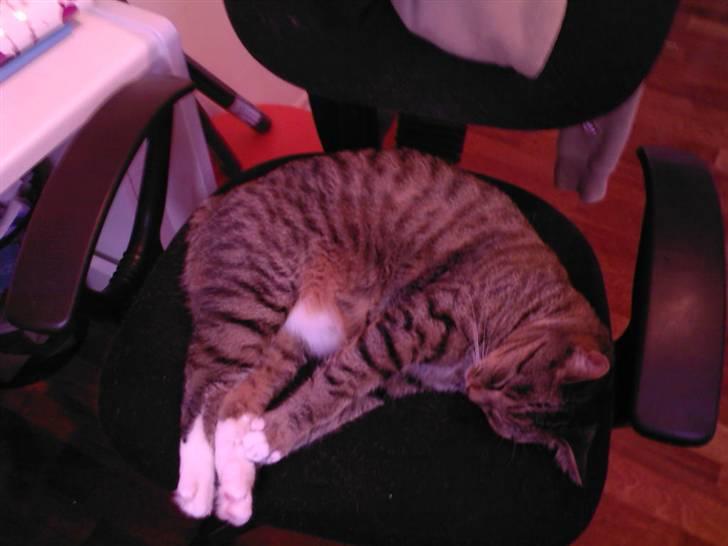 Huskat Lille mis  - Se jeg er en orm xD  billede 9