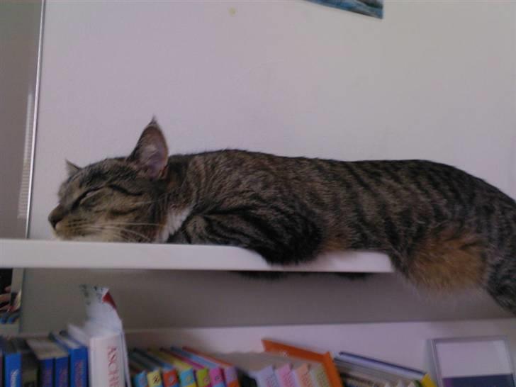 Huskat Lille mis  - Alle steder kan bruges når man er træt nok! {:  billede 10