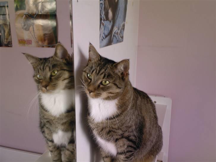 Huskat Lille mis  - Lille spejl på væggen der 8D  billede 11