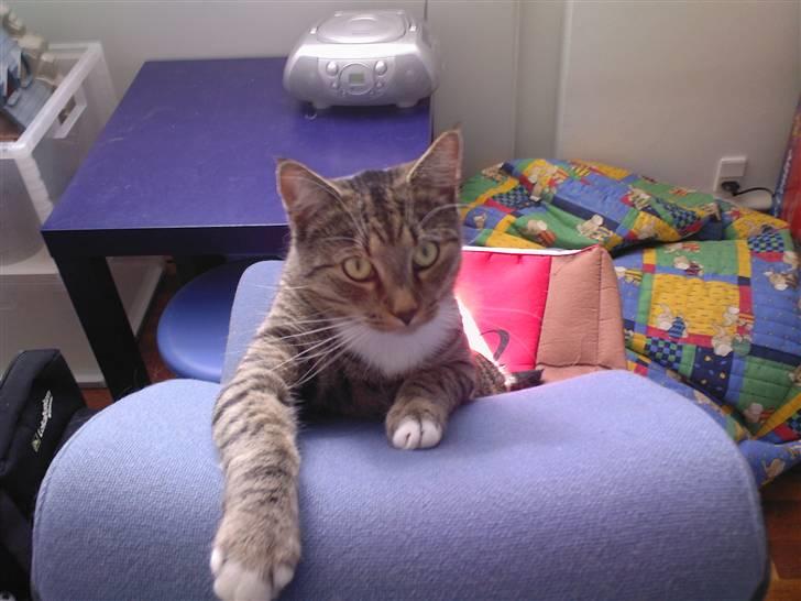 Huskat Lille mis  - Hvem siger katte ikke kan lave hunde øjne?  billede 12