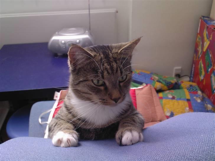 Huskat Lille mis  - Hvor var den mus så lige ?  billede 13