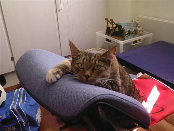 Huskat Lille mis  - Hvis musen ikke vil komme, kan jeg lige så godt sove xD  billede 14