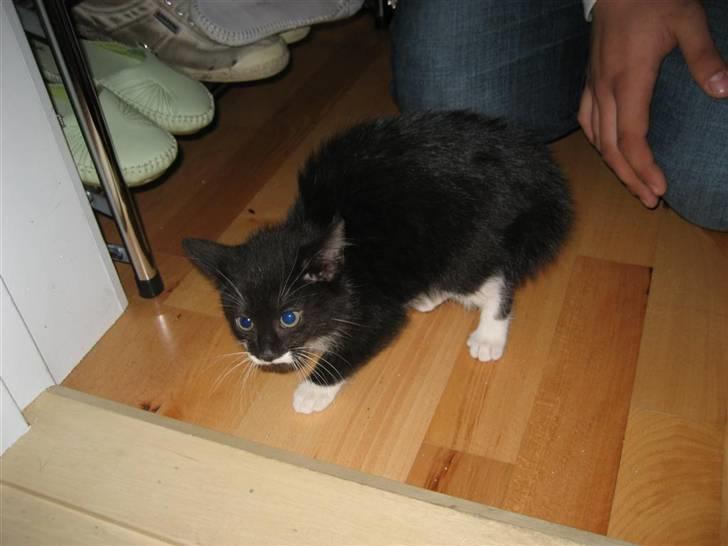 Blanding af racer Nynne - Første møde med Mikkel billede 8