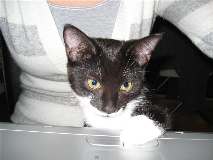 Blanding af racer Nynne - Hvor er jeg sød billede 9